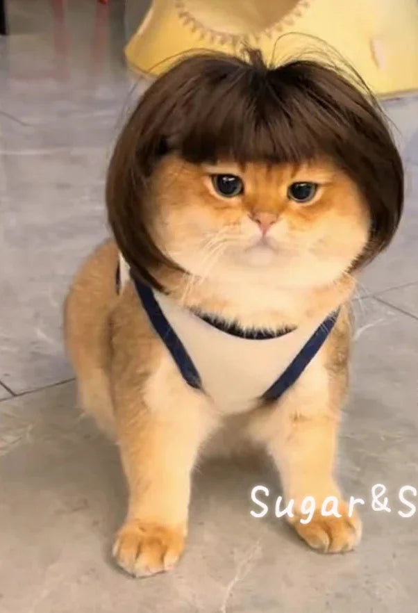 Cat Wig Funny Hair  Cosplay