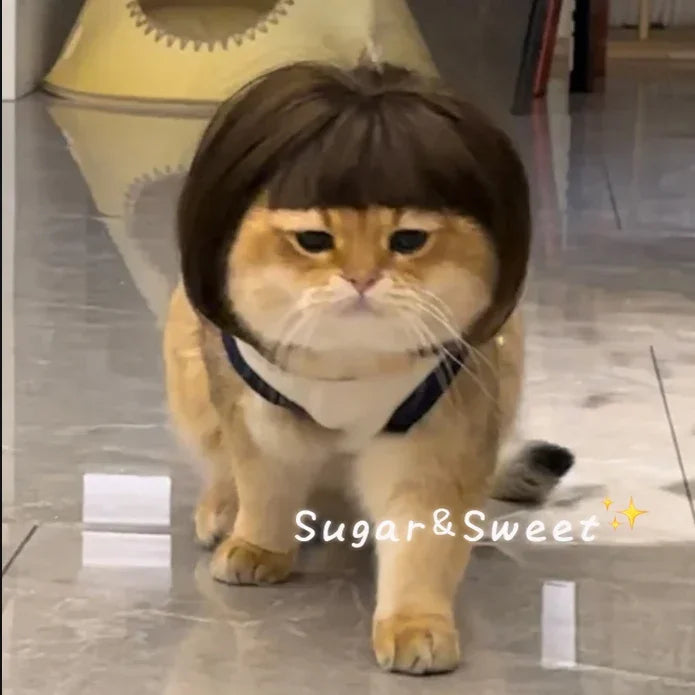 Cat Wig Funny Hair  Cosplay