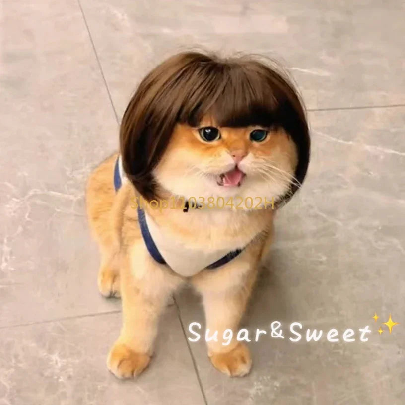 Cat Wig Funny Hair  Cosplay