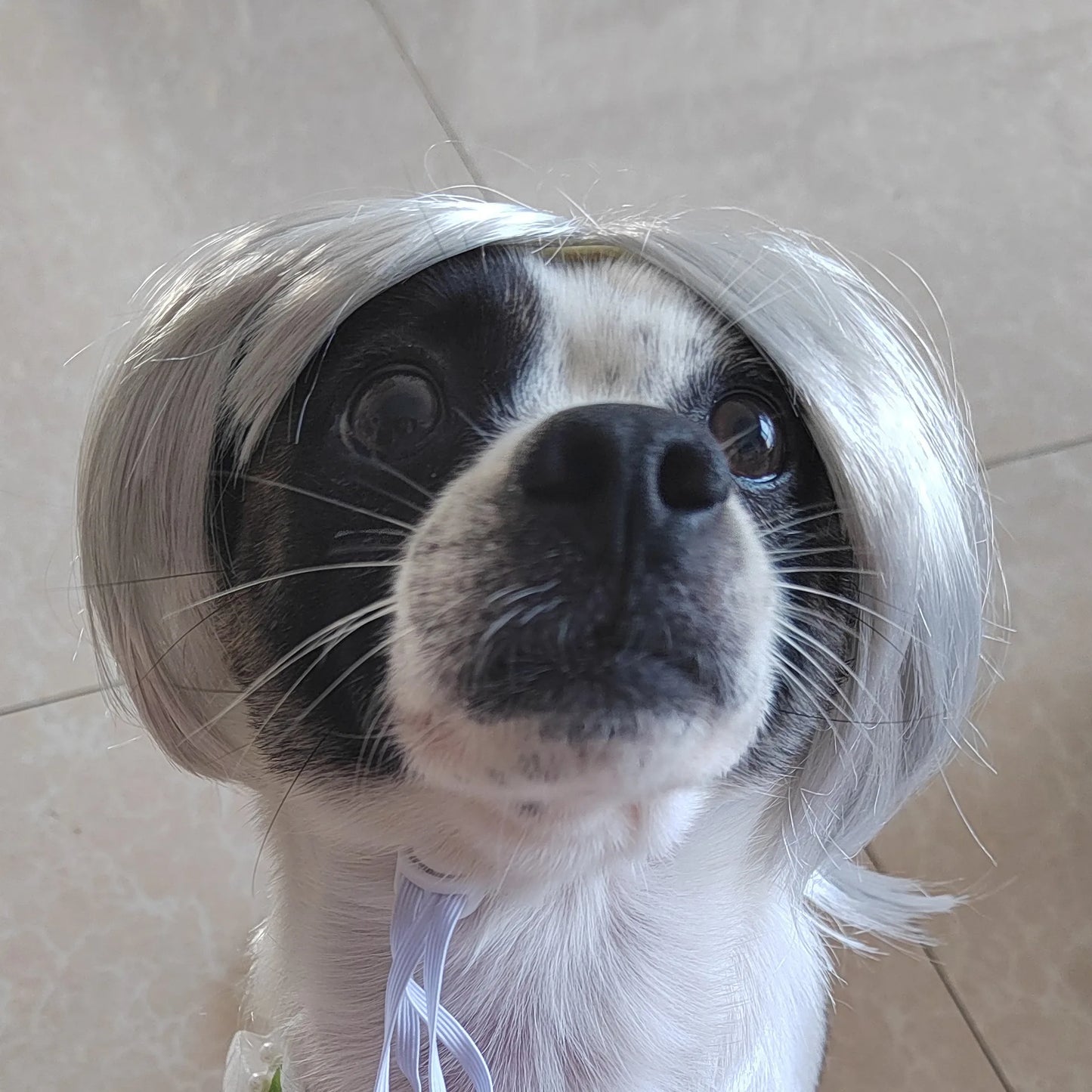 Pet Wigs Cosplay